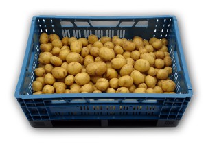 Spaanse Doré in 20kg EPS krat