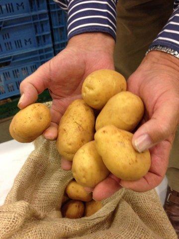 Malta Alpha's - zeer smaakvolle primeuraardappelen!