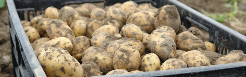 Nieuwe Oogst Aardappelen weer beschikbaar