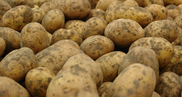 Pof- en Grillaardappelen van Jac van den Oord Potatoes